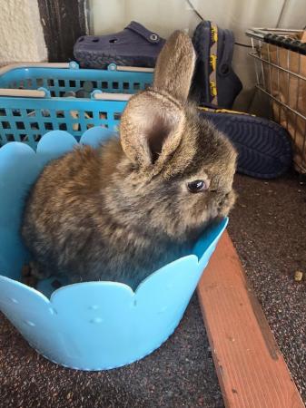 Image 1 of Lionhead Rabbits. Babies and adults available