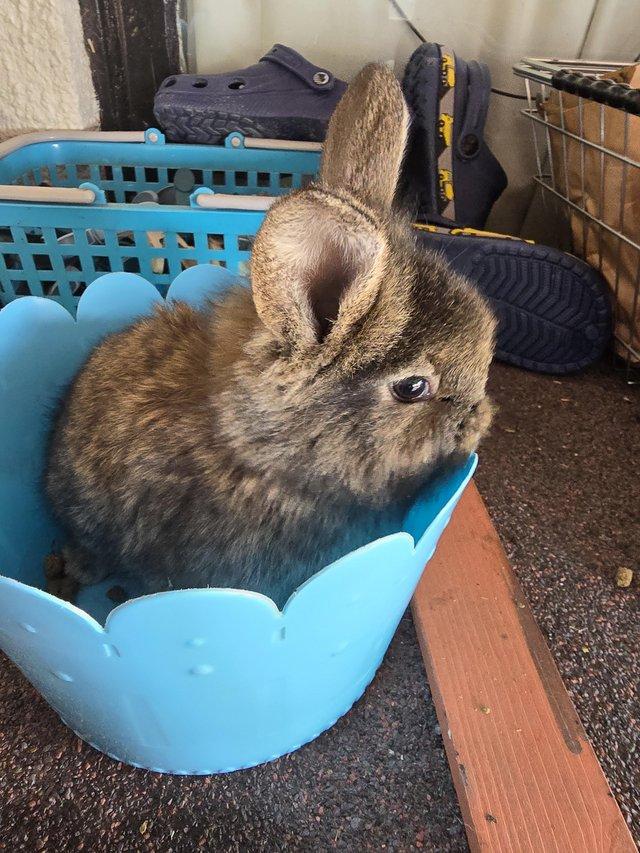 Preview of the first image of Lionhead Rabbits. Babies and adults available.