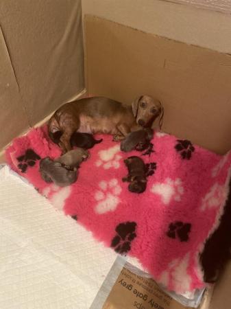 Image 6 of Dorkies ( dachshund/yorkshire terrier) ready now