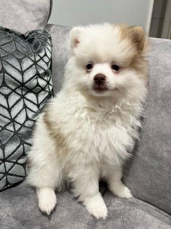 Image 5 of Fluffy Pomeranian pups ready now 1 boy available