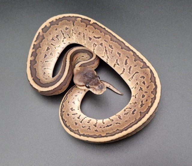 Preview of the first image of Cinnamon Mojave Pinstripe (Chainsaw) F Ball Pyhton 231001.