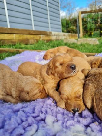 Image 2 of Red Labradoodle puppies