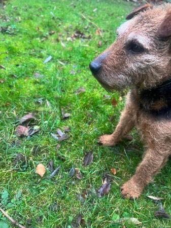 Image 6 of Black and Tan Lakeland terrier bitch for sale