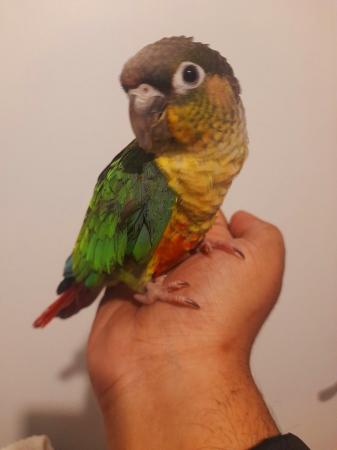 Image 3 of Super friendly Cuddly Tamed Baby Talking Parrot