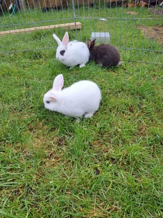 Image 4 of 8wk old mini lop cross Dutch bunnies