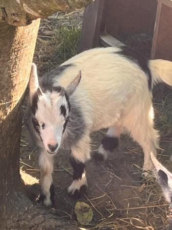 Image 2 of Pygmy goat kid male (castrated)