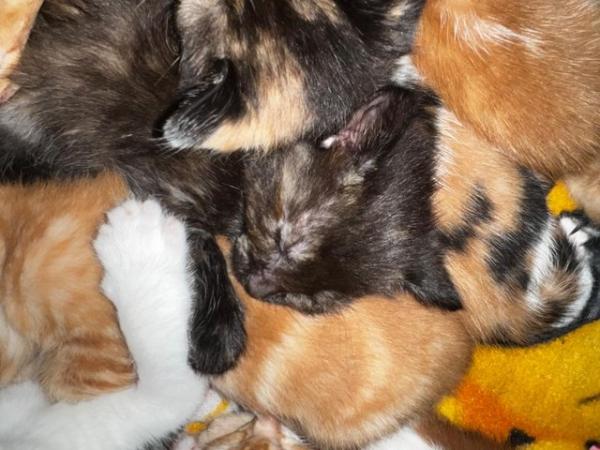 Image 6 of Absolutely beautiful, colourful litter of kittens!