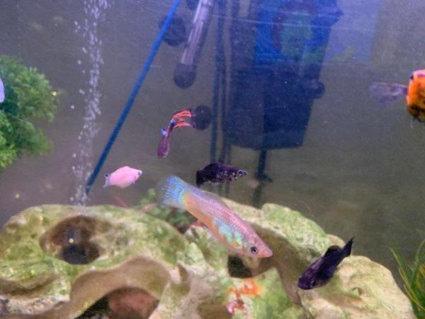 Image 1 of 50p assorted mollies, balloon mollies and swordtail fish