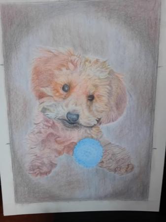 Image 7 of Hand Drawn Pet Portraits in pastel