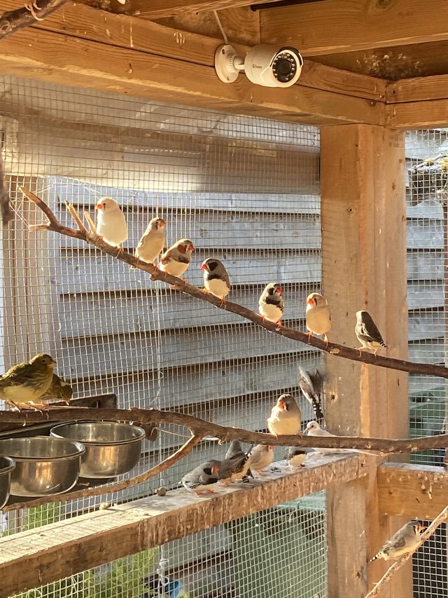 Zebra finches aviary bred — photo 2 of 4