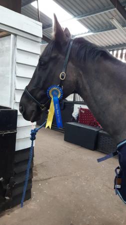 Image 1 of 16.3hh ISH gelding - sold from field