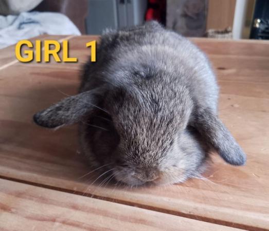 Image 6 of Stunning mini lop babies LAST GIRL AVAILABLE