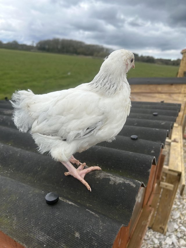 Preview of the first image of 12weeks old sexed femalelight Sussex large fowl.