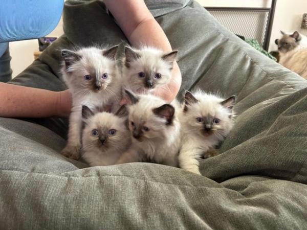Image 4 of Beautiful Chunky Ragdoll Kittens - Only 2 Boys Left