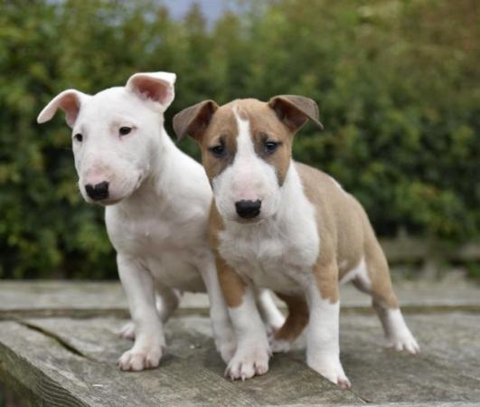 Image 13 of Top class english bull terrier puppies