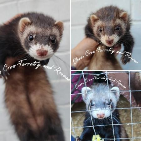 Image 7 of Rescue ferrets for adoption