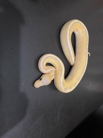 Image 15 of Various royal pythons for sale