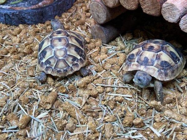 Image 4 of Tortoises for sale at Birmingham Reptiles