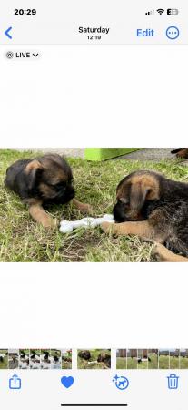 Image 3 of KC registered Border Terrier puppies