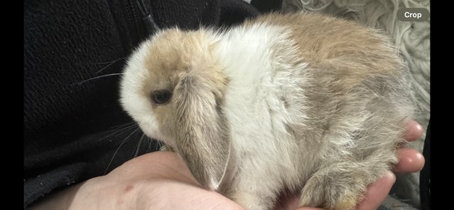 Image 5 of 1 mini lop doe available // RTL now!!