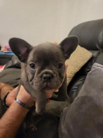 Image 9 of French Bulldog Puppies ALL SOLD