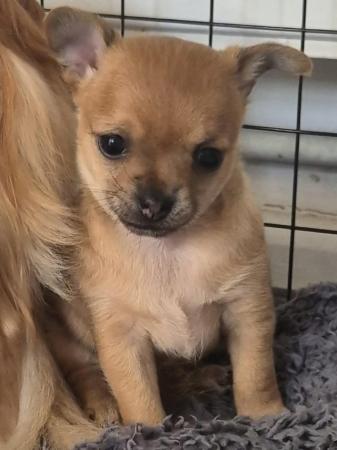 Image 1 of STUNNINGFemale Apple Head Chihuahua For Sale
