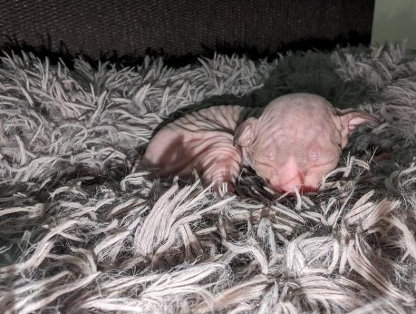 Image 11 of Sphynx kittens ready now