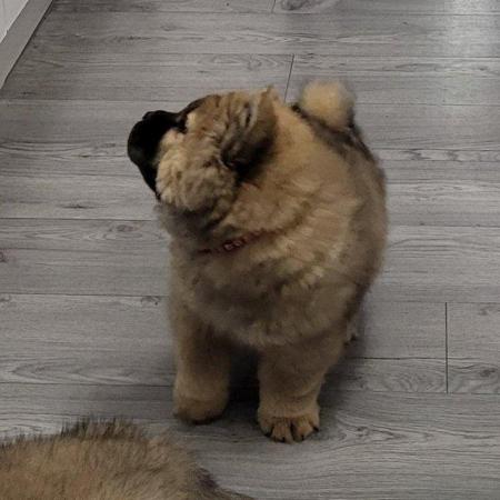 Image 8 of Ready now Kc Chowchow Puppies