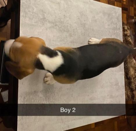 Image 8 of 3 pedigree beagle puppies for sale