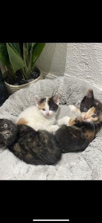 Image 5 of Tortoiseshell / calico Kittens
