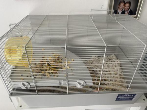Image 4 of 13 week old hamster for rehome
