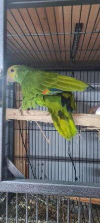 Image 4 of Duble yellow head baby parrot for sale