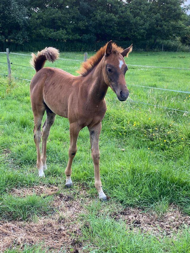 Preview of the first image of 2023 Pure Bred Arabian Yearling Gelding.