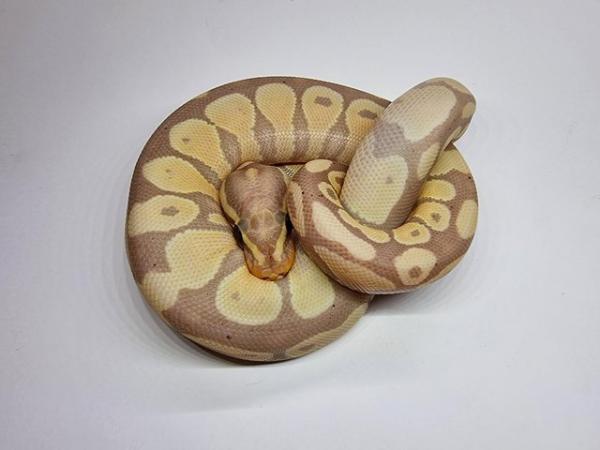 Image 5 of Banana Gravel / Yellowbelly Poss DH Clown Pied Male