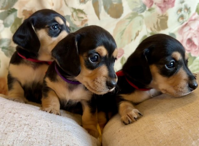 Preview of the first image of Extensively health tested parents.8 Mini dachshund smooth.