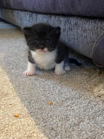 Image 5 of Female black and white kitten ready now Last one left