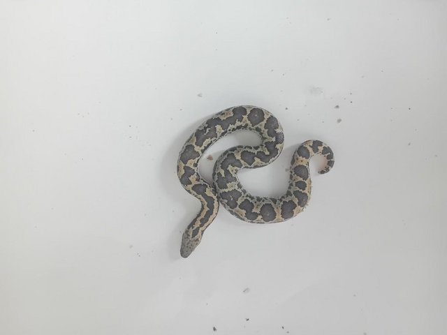 Preview of the first image of Neonate rough scaled sand boas.
