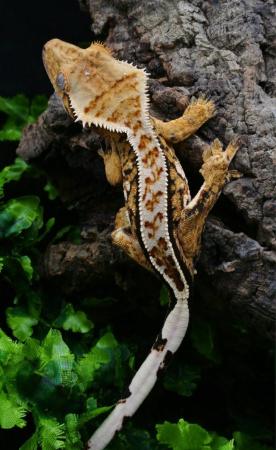 Image 9 of Gorgeous Tri Colour Harlequin Pinstripe Crested Gecko CB 22
