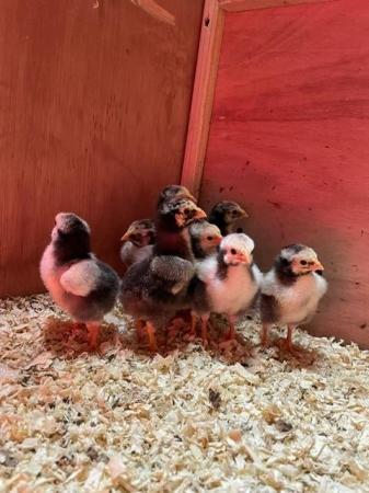 Image 2 of Silver lace Wyandotte Hatching eggs and chicks available!