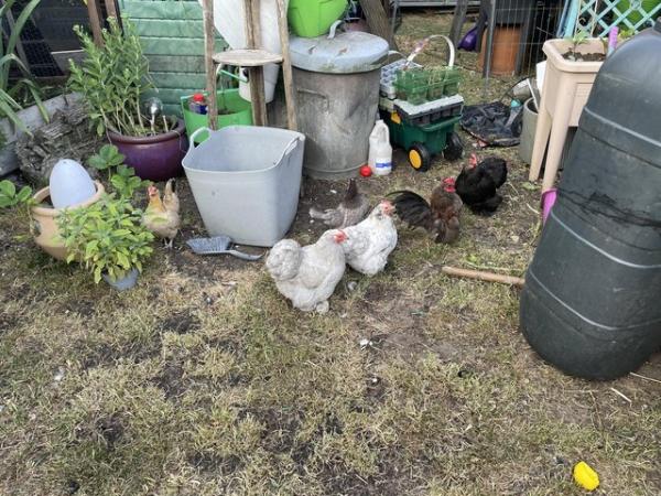 Image 1 of 7 pekin chickensafter new homes