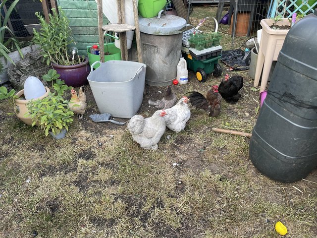 Preview of the first image of 7 pekin chickensafter new homes.