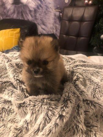 Image 3 of Tiny Pomeranian puppies including rare party pup