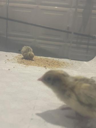 Image 2 of One week old quails for sale