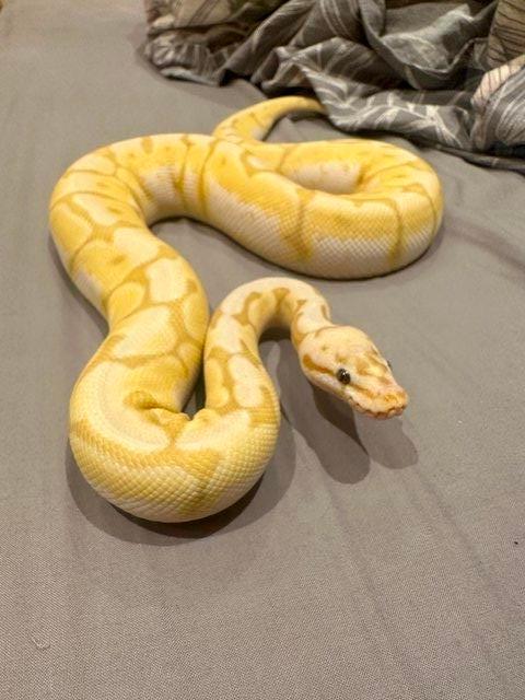 Preview of the first image of Royal Python Ball python banana spider female 2022.