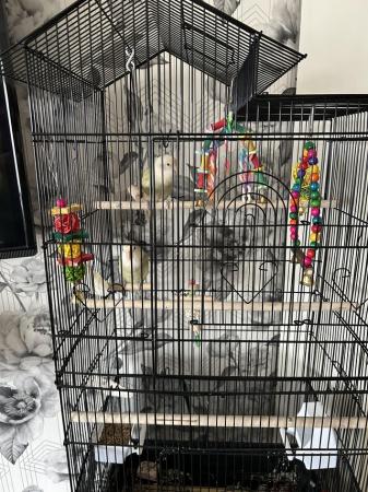 Image 5 of Pair of Baby love birds 2cages food and toys