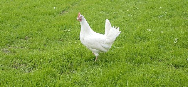 Preview of the first image of Whitestar pullets at point of lay.