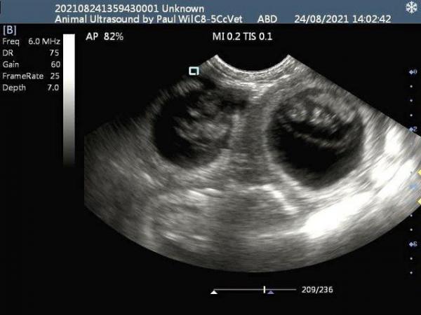 Image 6 of Canine / feline pregnancy scans + Microchipping Doncaster
