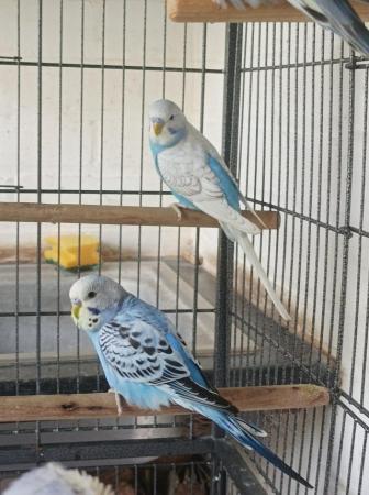 Image 6 of 5 budgies for sale 3 boys and 2 girls looking for a good hom