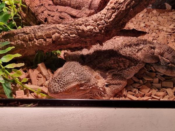 Image 5 of Bearded dragon for sale