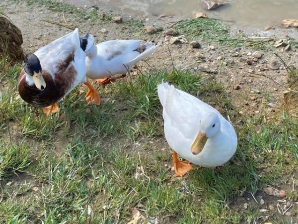 Image 4 of Call Ducks For Sale 3 x Friendly Drakes